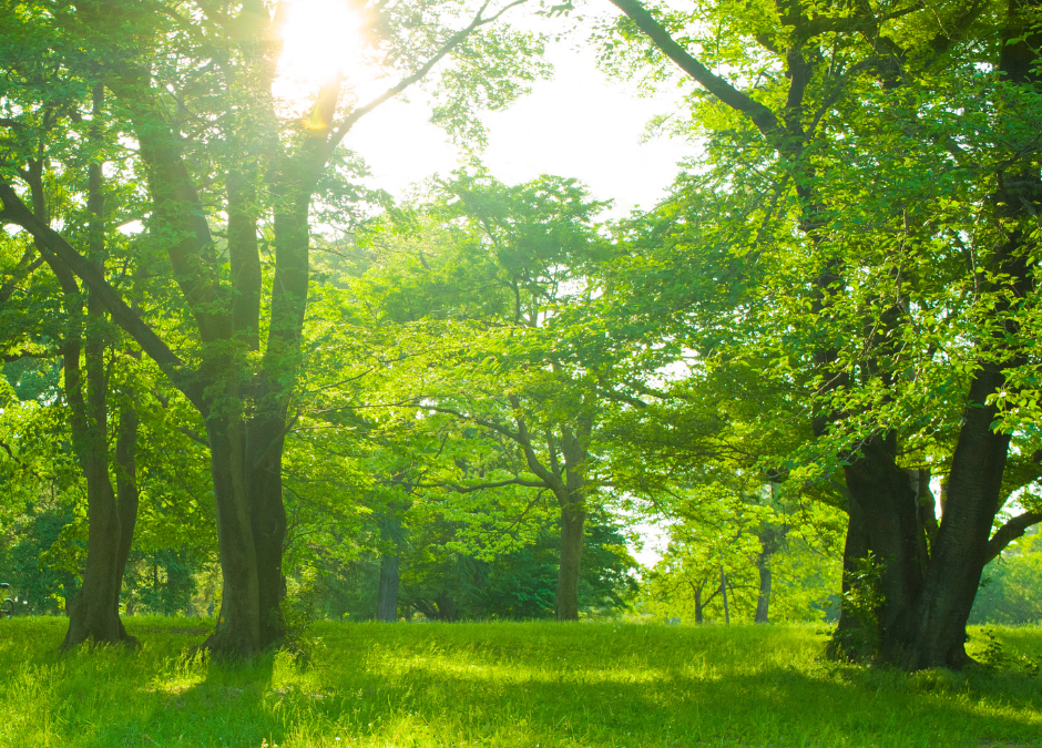 A NEW GREEN SPACE FOR THE COMMUNITY: MANOR PARK