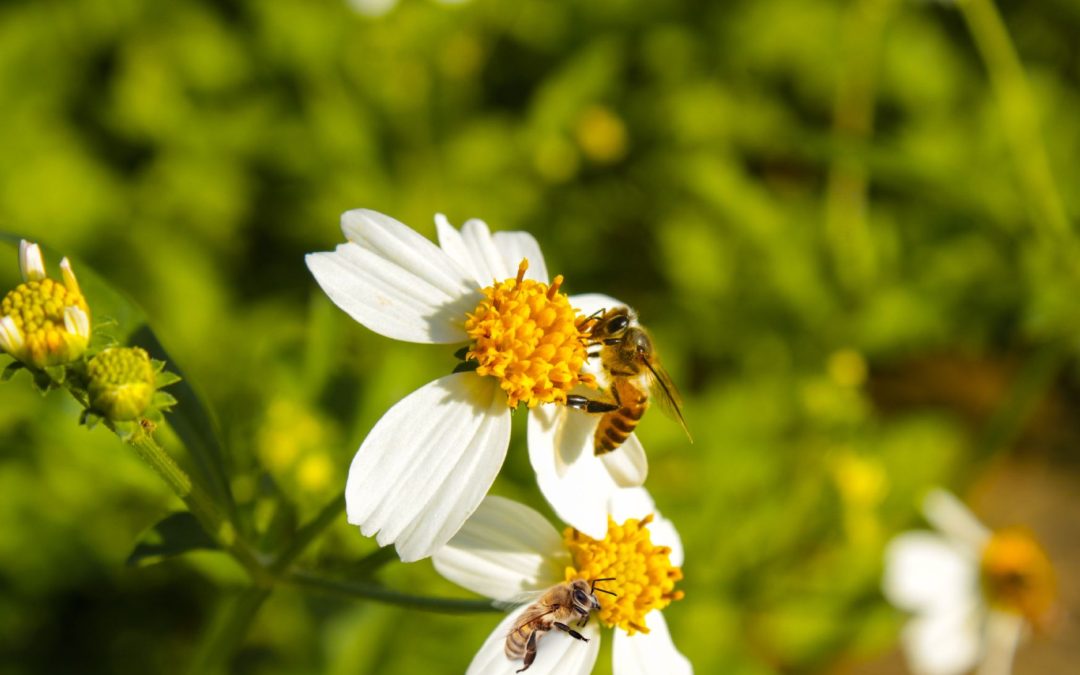 NEW BEEHIVES: THE BUZZ ABOUT ORCHARD GROVE’S NEWEST RESIDENTS